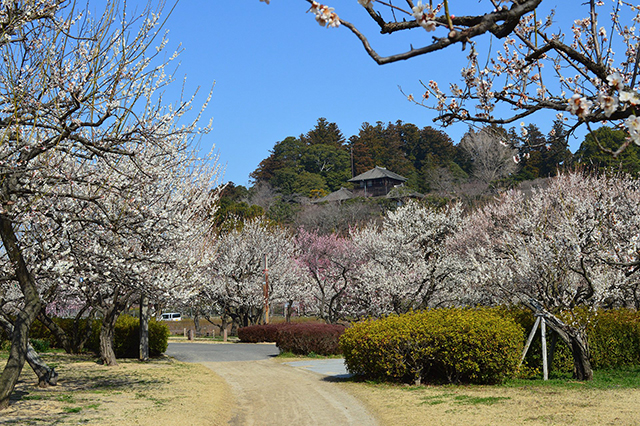日本三名園のひとつ、茨城県水戸市にある偕楽園