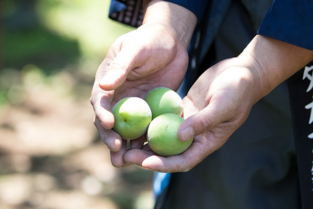 現在も偕楽園で収穫された梅の実は、販売されているほか、地元の漬けもの屋や酒造屋の製造にも使用されている