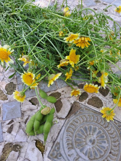 ワイワイハーブサークル※で採れたシュンギクの花とエダマメ
