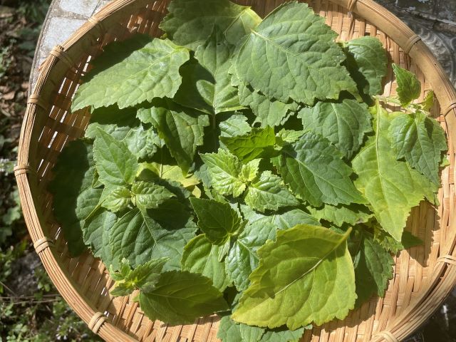 SACHIYO’s Herbal Garden