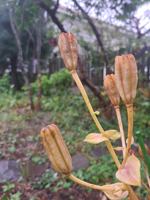 スカシユリの蒴果（さくか）