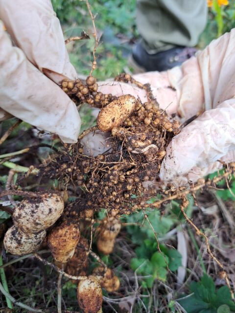 落花生についた根粒菌