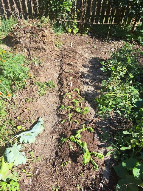 ワサビ菜等植え付け