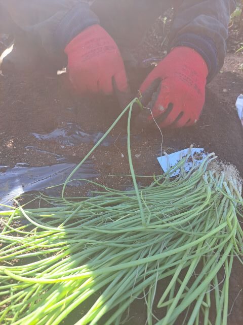 タマネギ植え付け