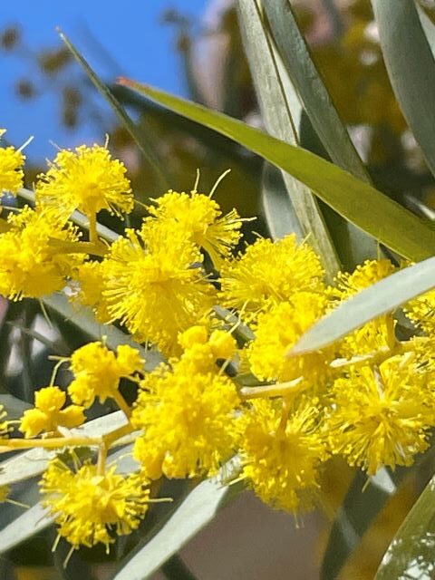 ミモザの花