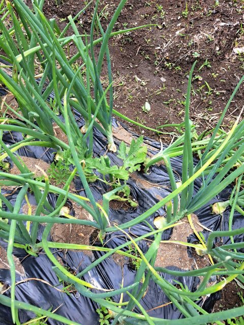 タマネギの間に植えたスイカ