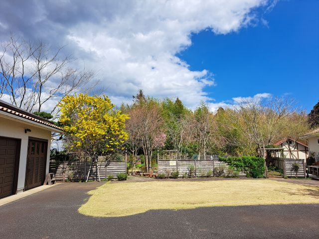満開のミモザ、奥には枝垂桜が見えます