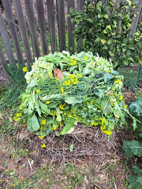 刈った菜の花をコンポストへ
