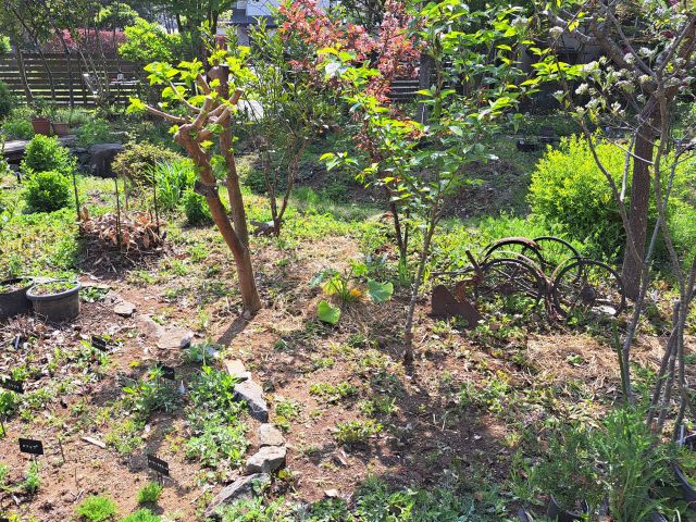 広い場所にズッキーニとカボチャの苗を植え付けました