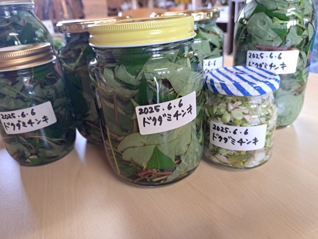 ドクダミチンキ