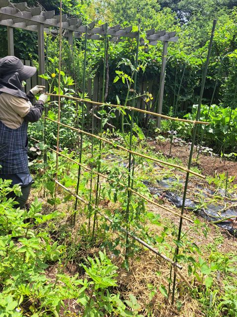 夏野菜の支柱立て