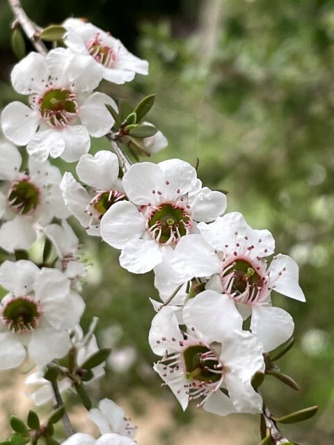 マヌカの花
