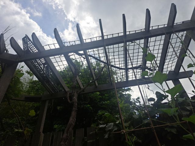 ヒョウタン誘引のためのネット