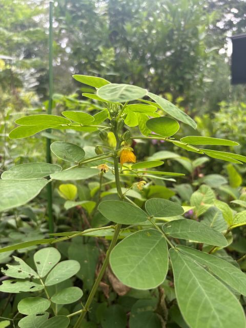 エビスグサの花