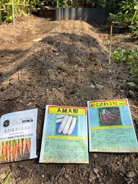ダイコンとニンジンの種まき