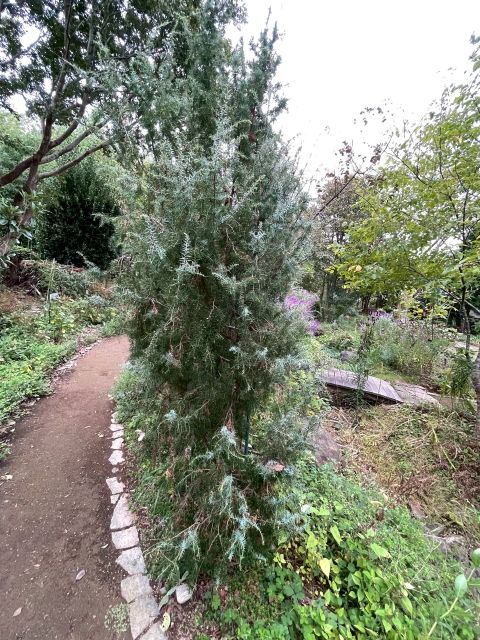 ハーブガーデンのジュニパー