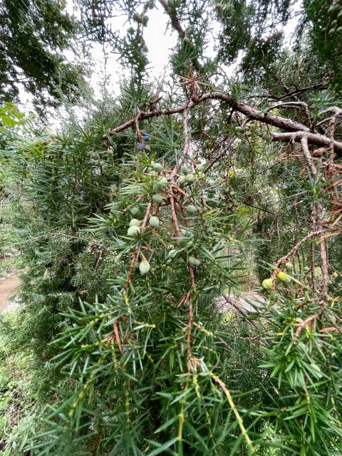 ハーブガーデンのジュニパー