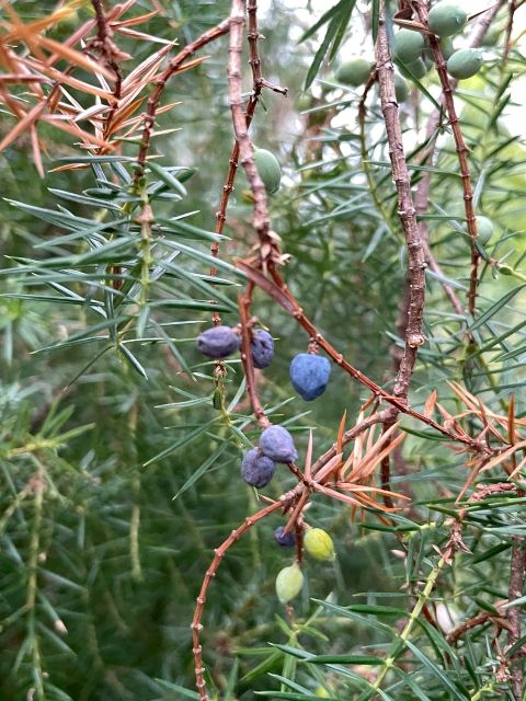 ジュニパーの果実