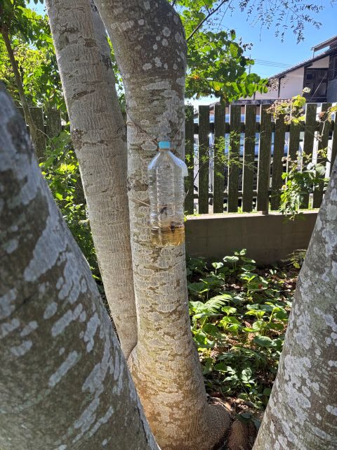 スズメバチトラップ