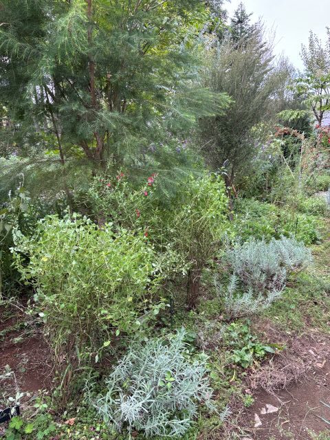 ラベンダーとセージのエリア