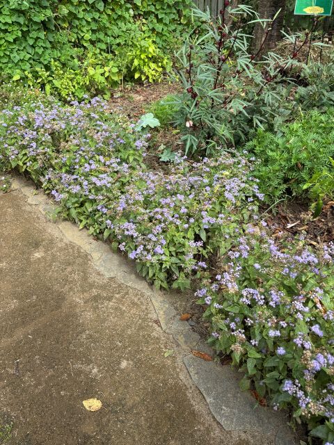 ユーパトリウム