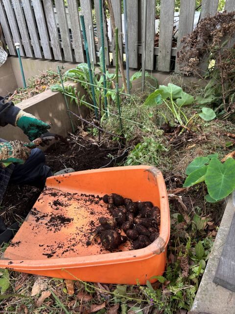 コンポストからサトイモ
