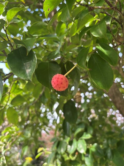常緑ヤマボウシの実