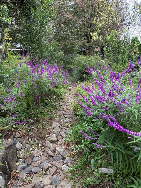 メキシカンブッシュセージ