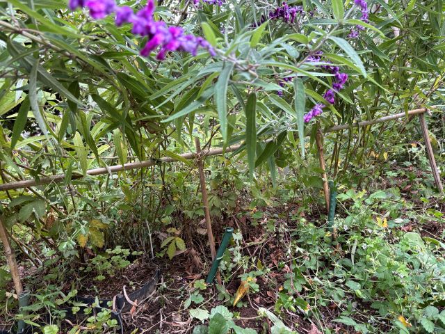 メキシカンブッシュセージを目立たぬよう竹組で支えます