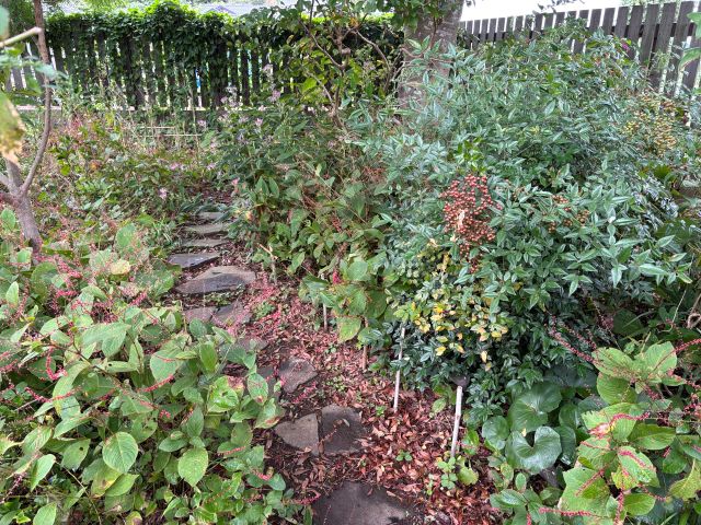 薬草・薬木のエリア