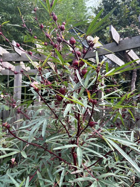 種から大きく育ったローゼル