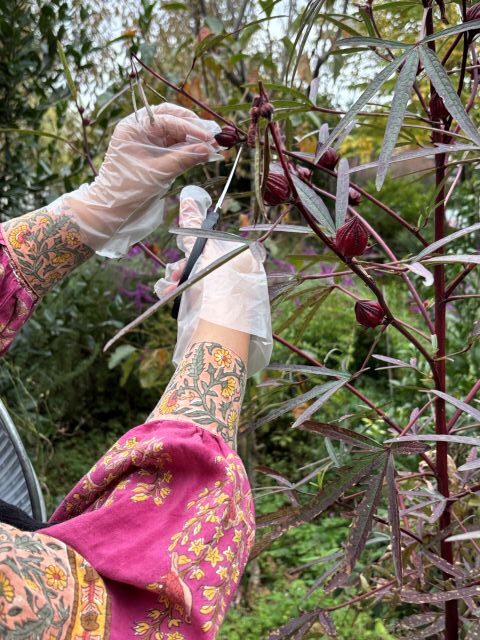 ローゼルの収穫