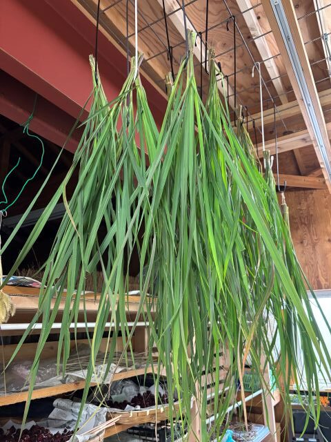 レモングラス収穫