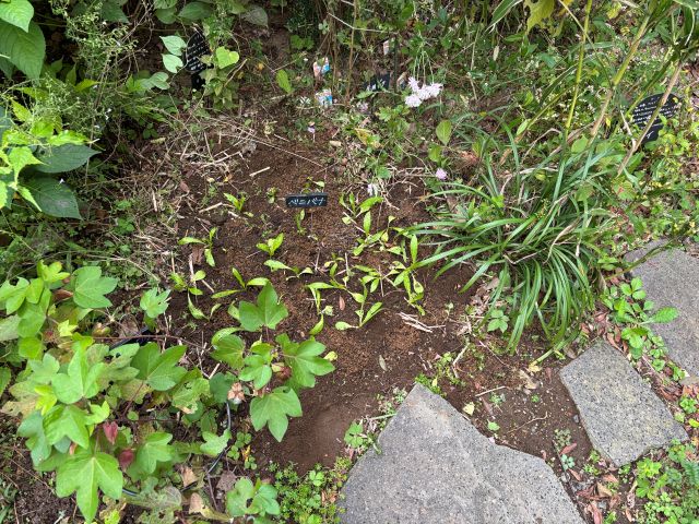 ベニバナ植え付け