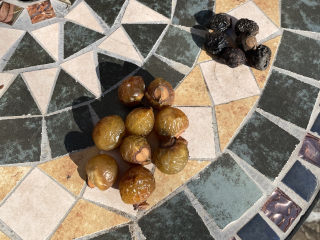 ムクロジの果実