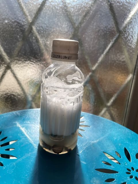 ムクロジの果皮を泡立てる