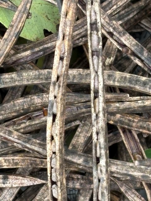 収穫時期を過ぎたエビスグサの種