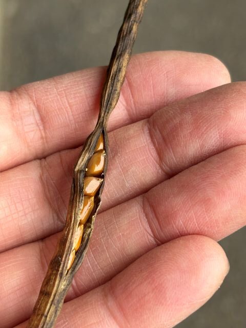 収穫適期のエビスグサの種