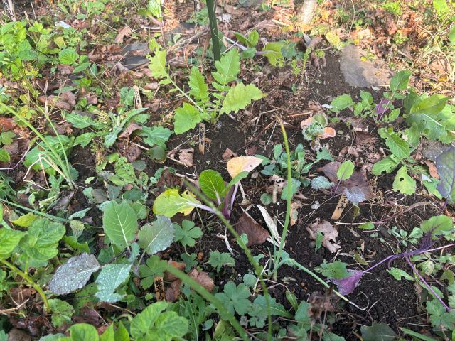 ワイワイハーブサークル、協生農法Ⓡ