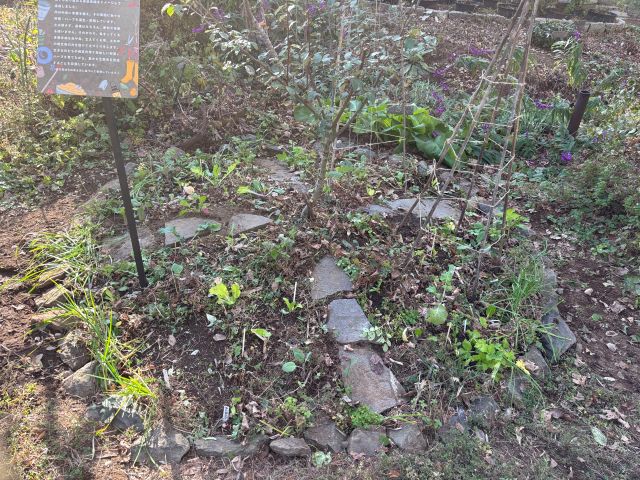 ワイワイハーブサークル、協生農法Ⓡ