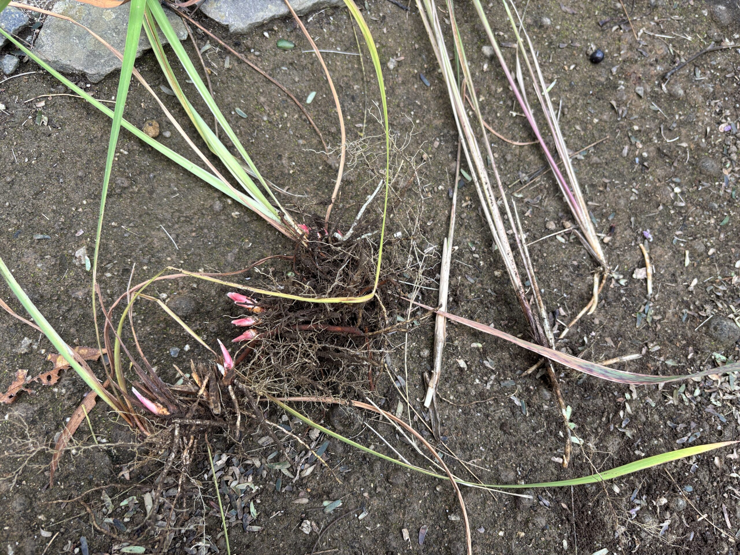 ススキの根とアヤメの根