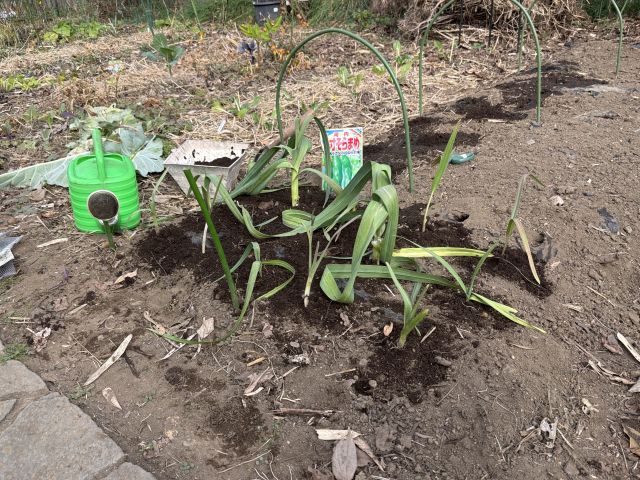 タマネギ用の畝に別の野菜を植えた
