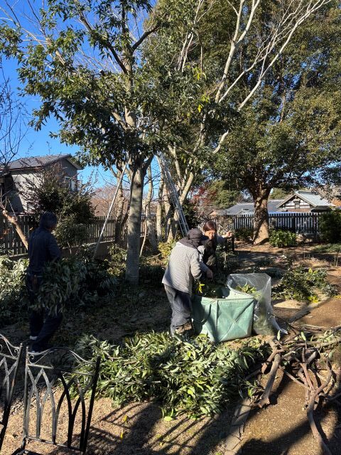 剪定したニッケイの葉を集めました