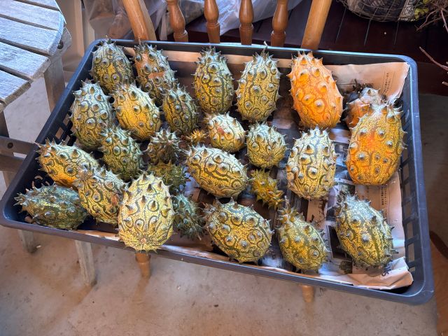 追熟したキワーノ