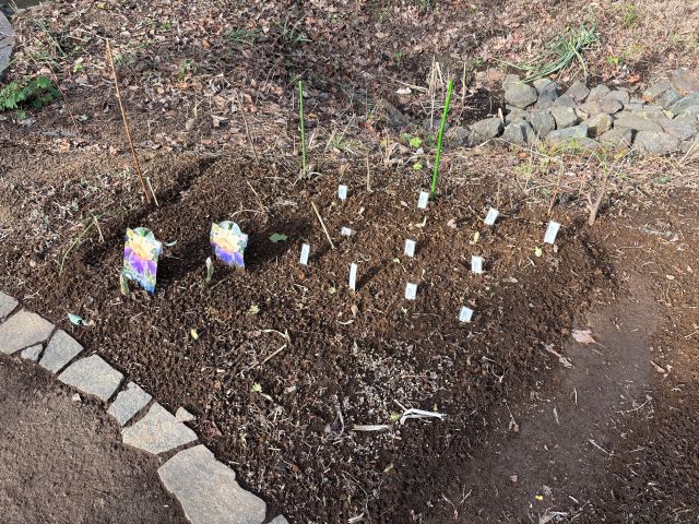 アイリス植え付け