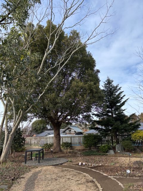 すかし剪定後のクスノキ