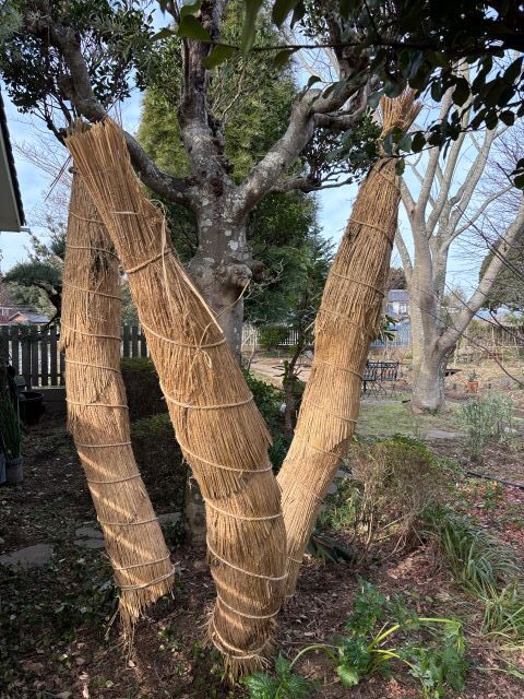 ソテツのこも巻き