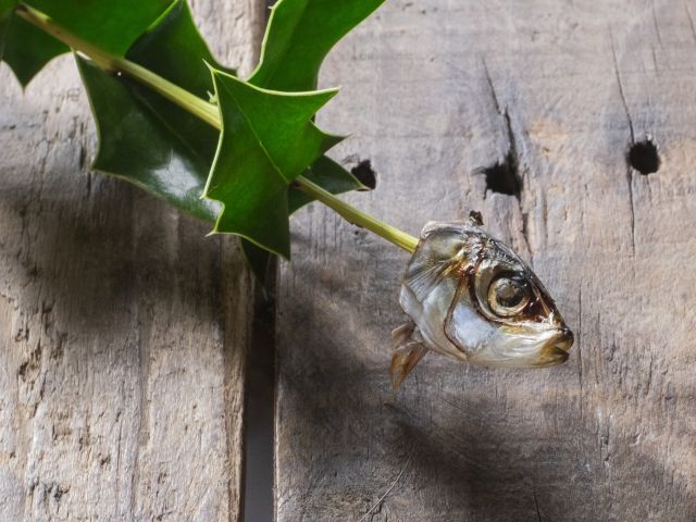 ひいらぎいわし