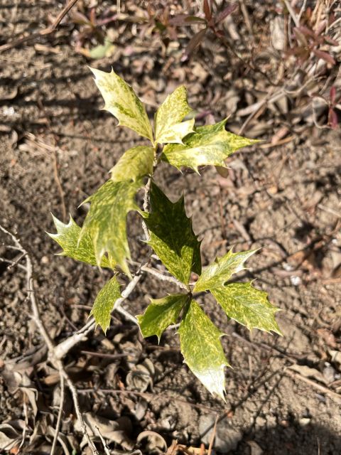 ハーブガーデンのヒイラギ