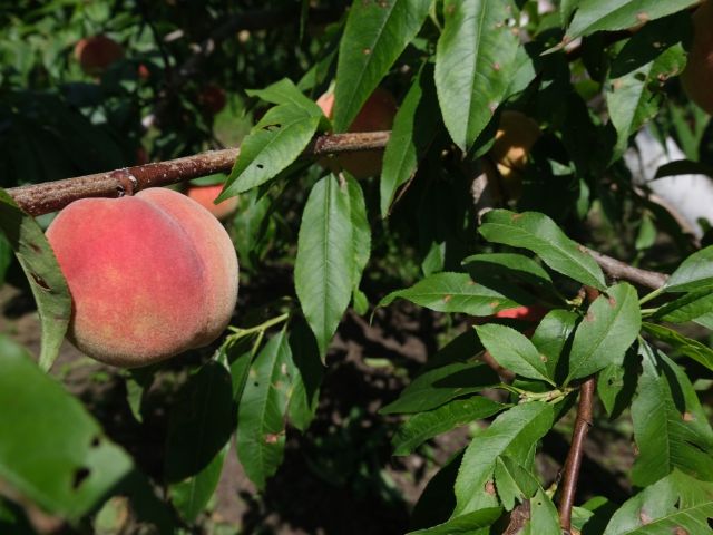 モモの葉と果実